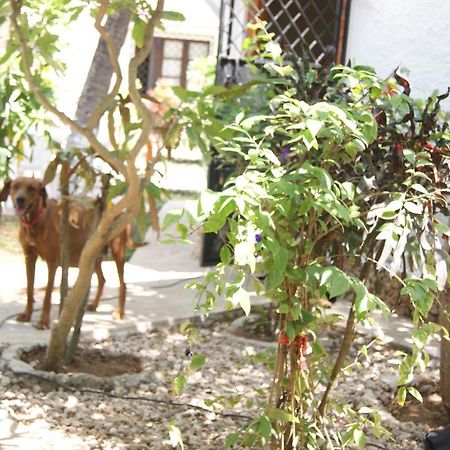 Luciano & Grace Apartments ワタム エクステリア 写真